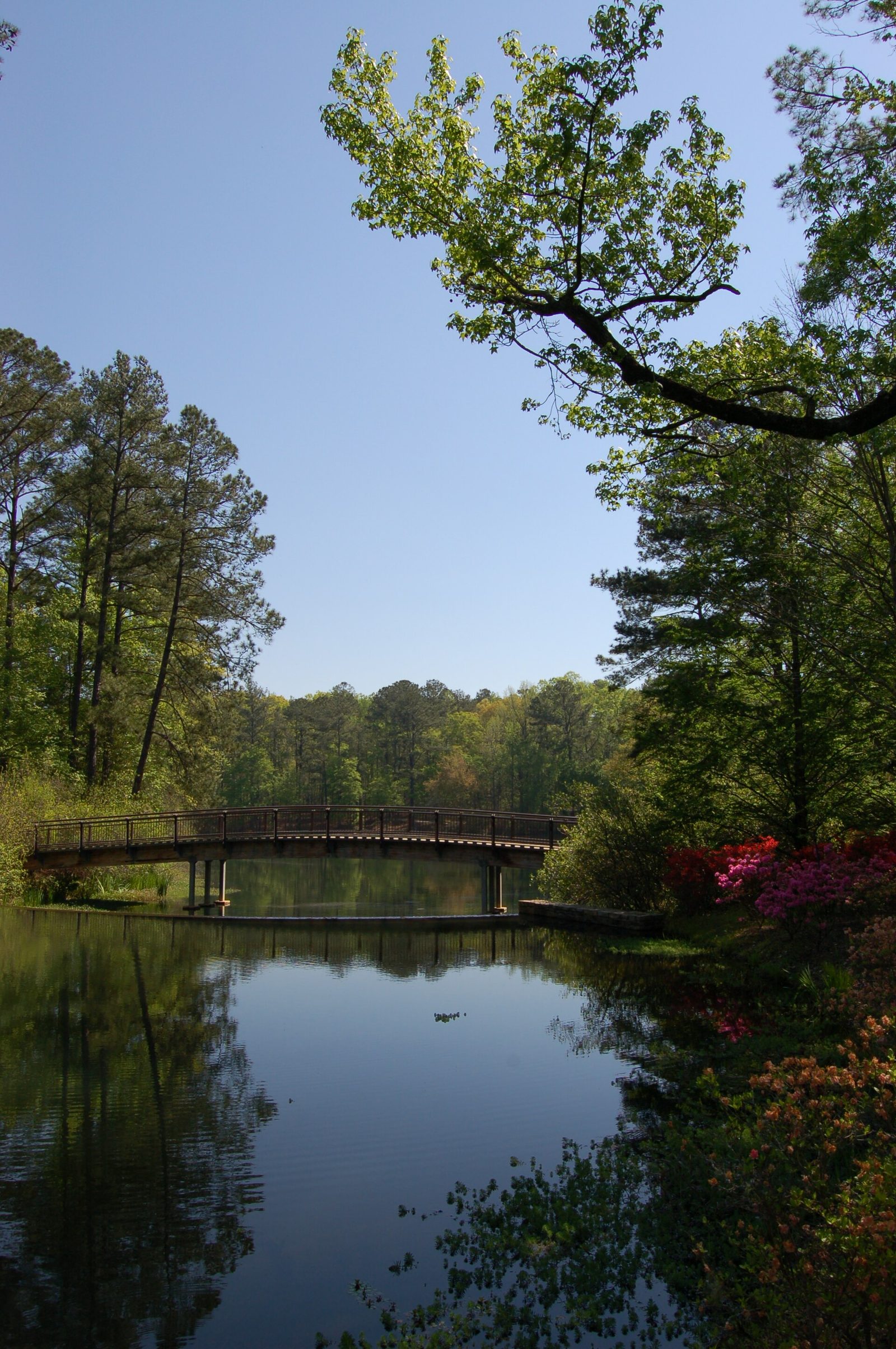 A wooden footbridge arching over still water at Callaway Gardens, reflected in the surface, with pink and red azaleas flowering on the bank