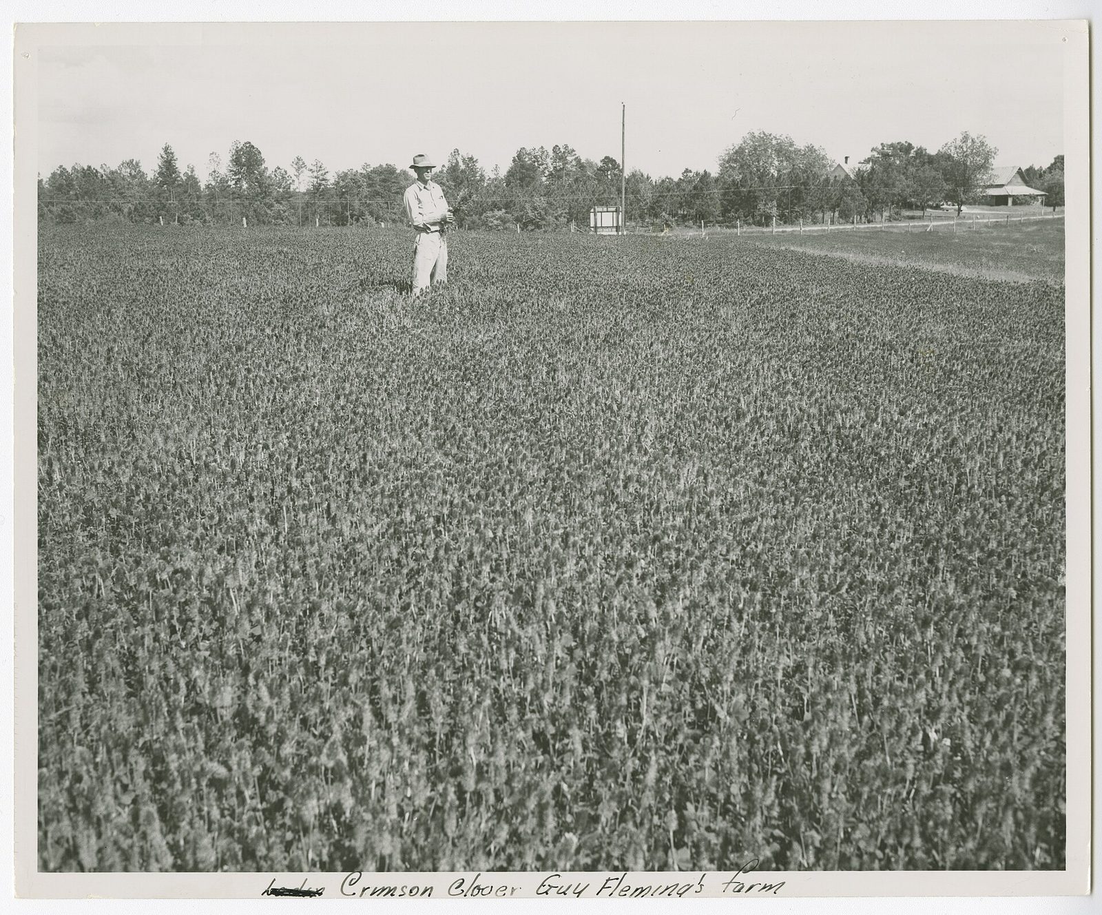 A black and white 1950s photograph of a farmer in a hat standing chest-deep in a field of crimson clover in Columbia County, Georgia, with farm buildings behind