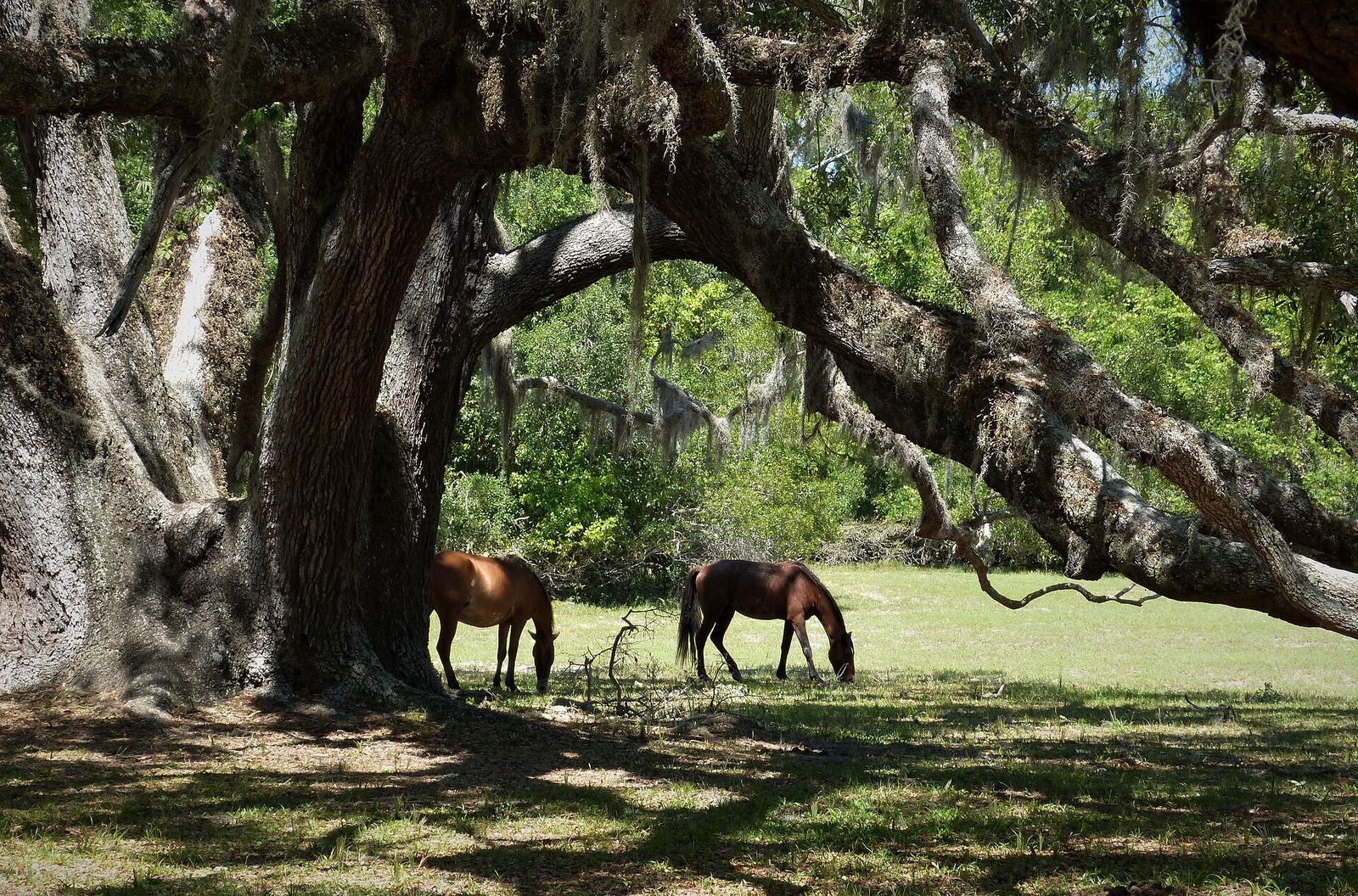 Two wild horses grazing in a clearing beneath a huge live oak draped with Spanish moss on Cumberland Island