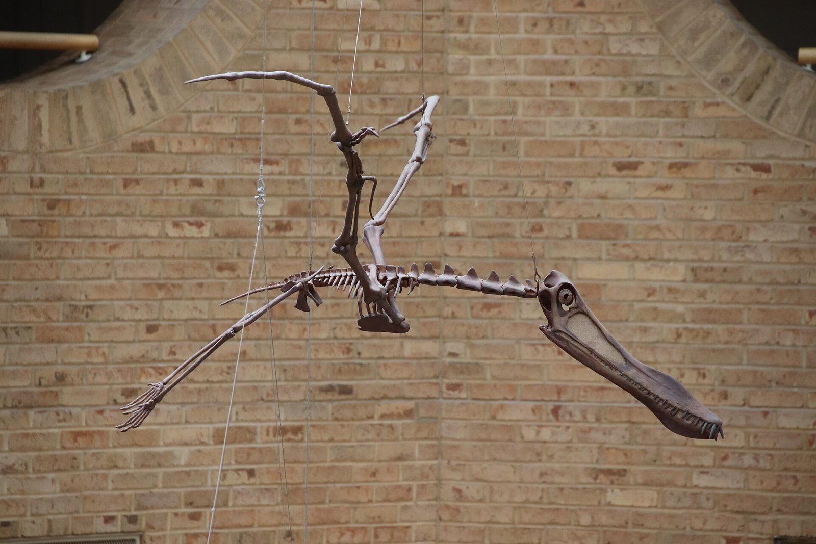 The suspended skeleton of an Anhanguera pterosaur with outstretched wings hanging against a brick atrium wall at Fernbank Museum in Atlanta