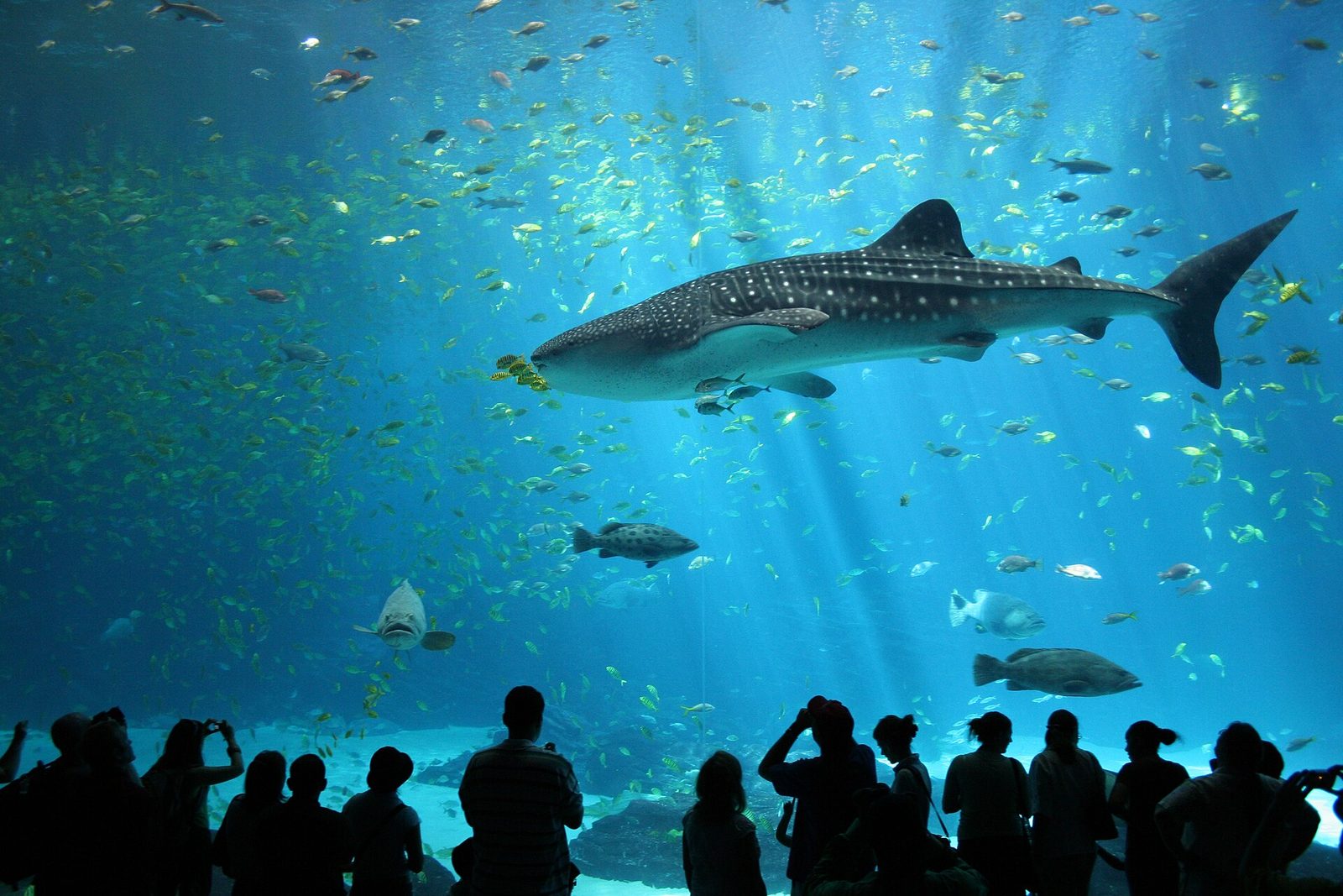 Georgia Family Vacations: Best Places & Things to Do with Kids