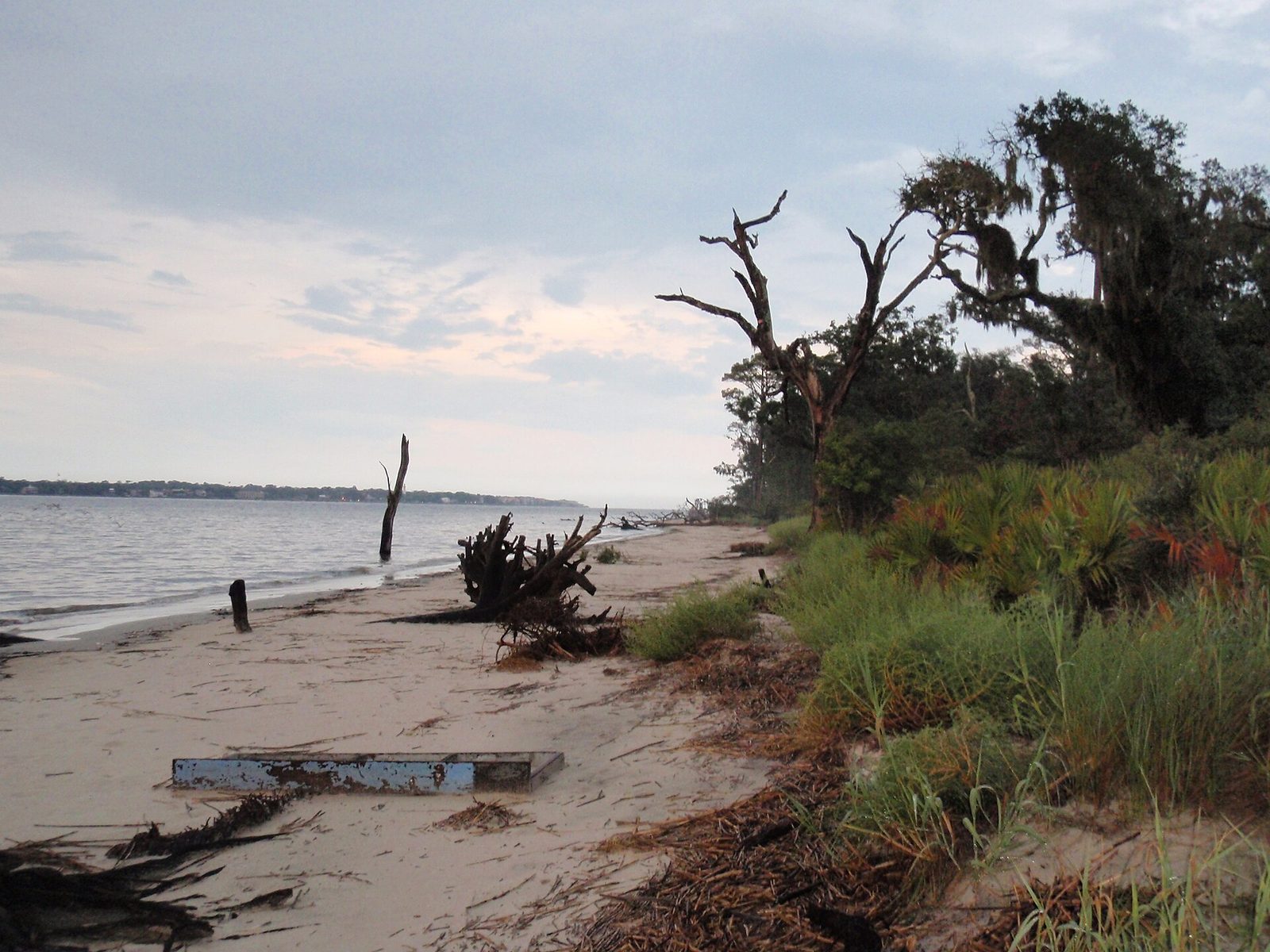 Bleached dead trees and driftwood along the eroding shoreline at Driftwood Beach on Jekyll Island, with palmettos and a live oak draped in Spanish moss on the right