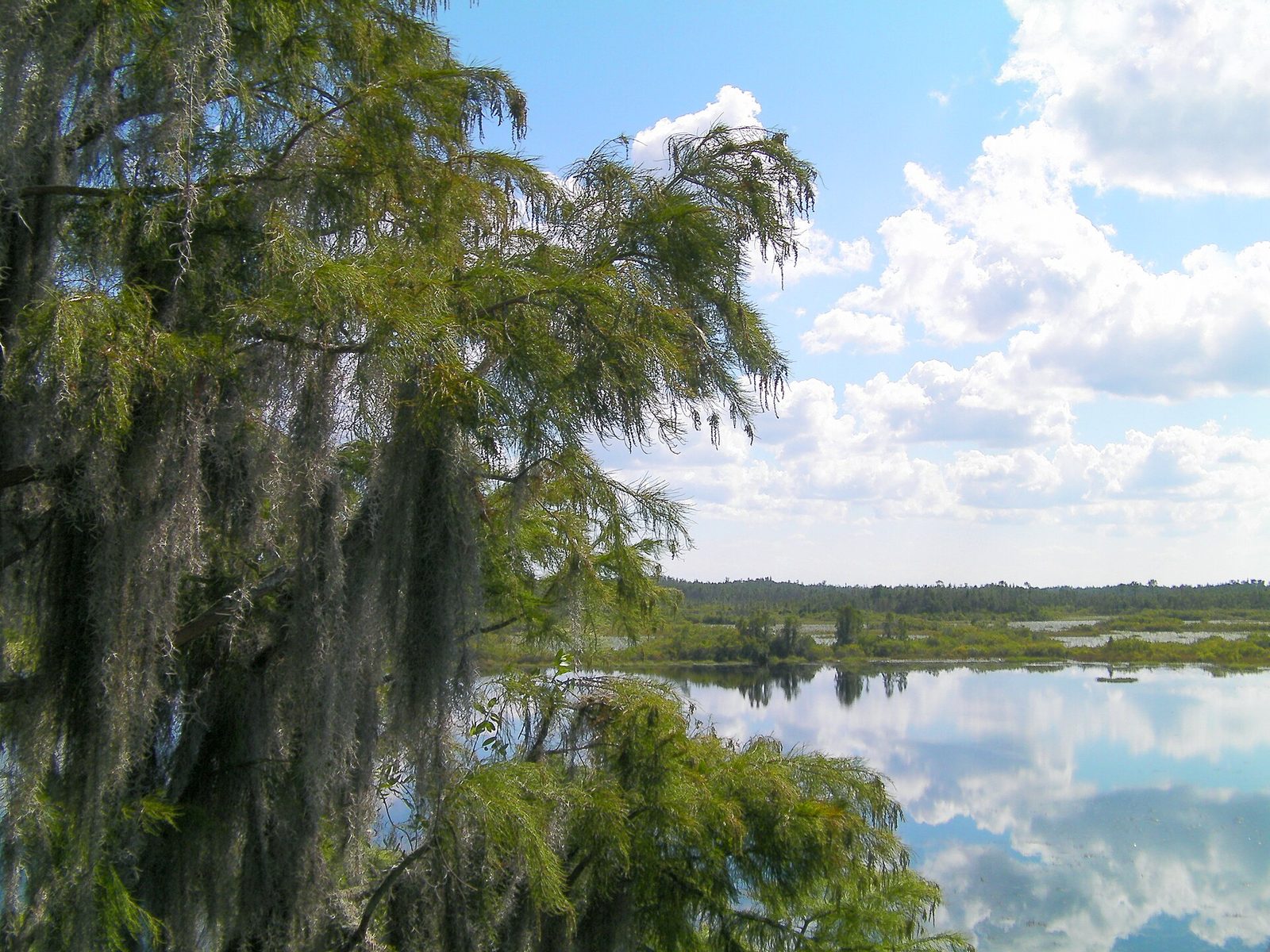 Pond cypress hung with Spanish moss beside open water in the Okefenokee Swamp, with clouds mirrored on the surface