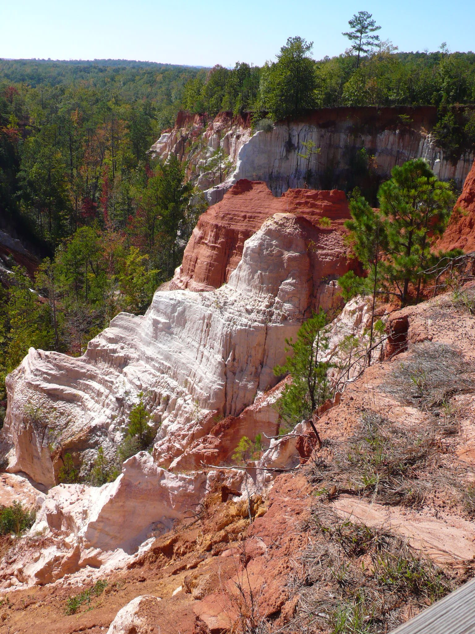 Red and white eroded cliffs of Providence Canyon rising above wooded slopes, with pines growing on the rim and a boardwalk edge in the foreground