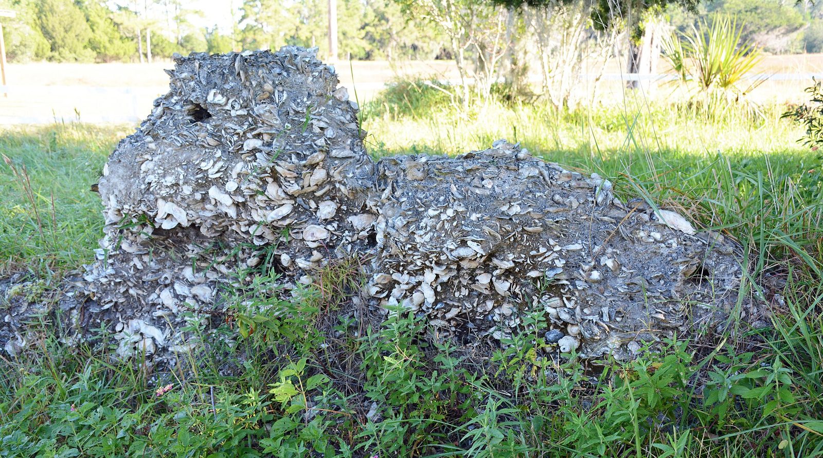 Low ruined walls of tabby — concrete made from whole oyster shells — standing in grass at the 1809 sugar mill site on Sapelo Island, Georgia