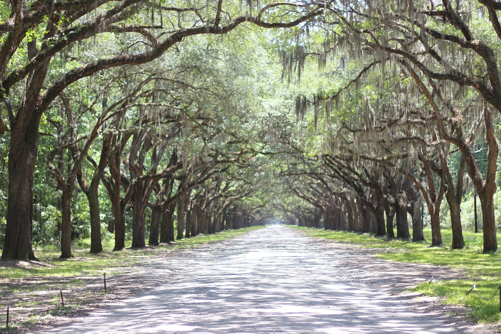 A dirt road running into the distance beneath a tunnel of arching live oak branches hung with Spanish moss at Wormsloe Historic Site near Savannah