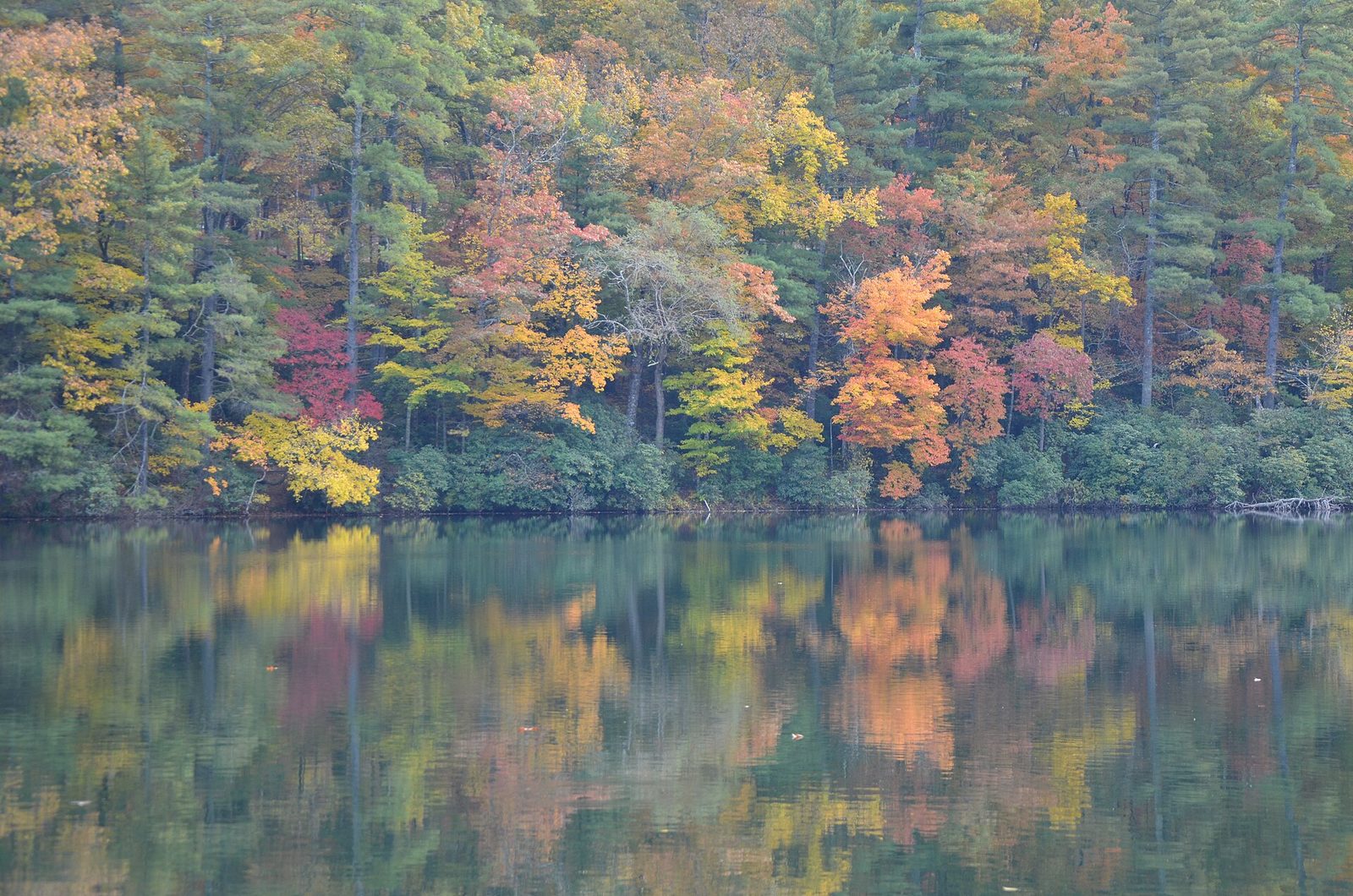 Autumn foliage in yellow, orange and red reflected in the still water of Lake Trahlyta at Vogel State Park, Georgia
